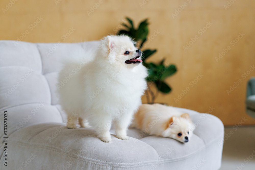 Portrait of white, happy smiling dogs of the spitz breed. Beloved pet in the beautiful home. Portrait of white, happy smiling dogs of the spitz breed. Beloved pet in the beautiful home.