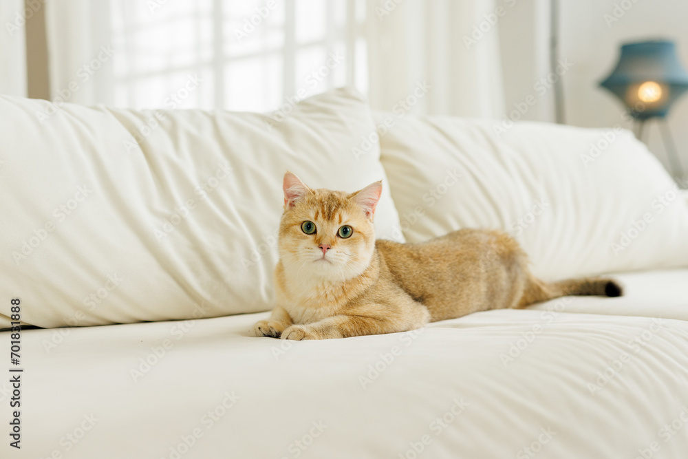 Funny Scottish Fold cat with beautiful big eyes. Beloved kitten playing in the natural atmosphere of home. Funny Scottish Fold cat with beautiful big eyes. Beloved kitten playing in the natural atmosphere of home.