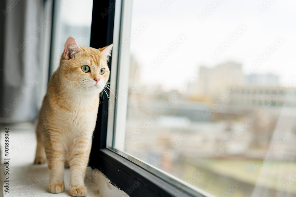 Funny Scottish Fold cat with beautiful big eyes. Beloved kitten playing in the natural atmosphere of home. 