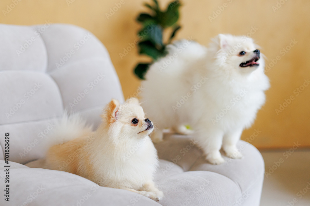 Portrait of white, happy smiling dogs of the spitz breed. Beloved pet in the beautiful home. Portrait of white, happy smiling dogs of the spitz breed. Beloved pet in the beautiful home.