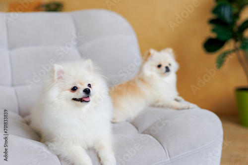 Portrait of white, happy smiling dogs of the spitz breed. Beloved pet in the beautiful home.