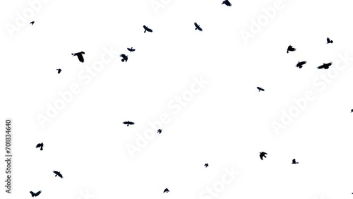 Flock of Crows Flying on white background