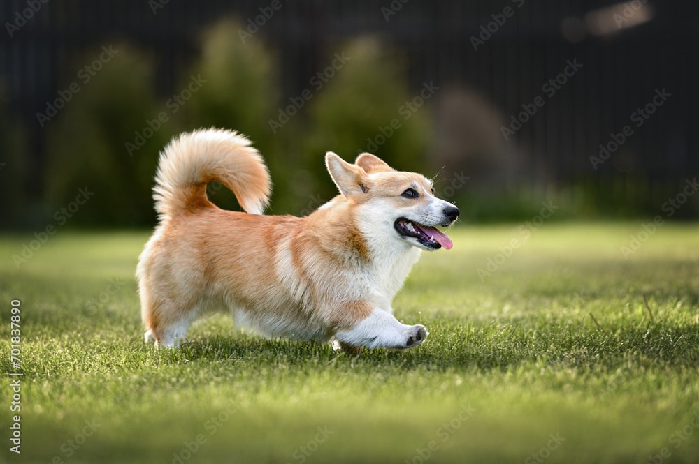 happy red corgi dog walking on grass in summer happy red corgi dog walking on grass in summer
