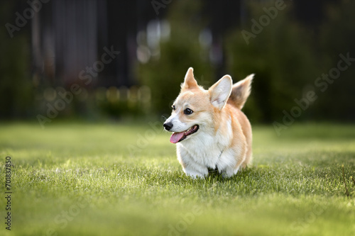 red and white corgi puppy standing outdoors in summer on grass
