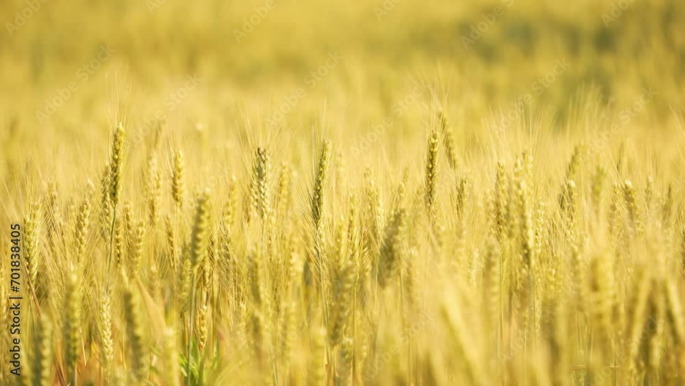 ears of wheat ears of wheat
