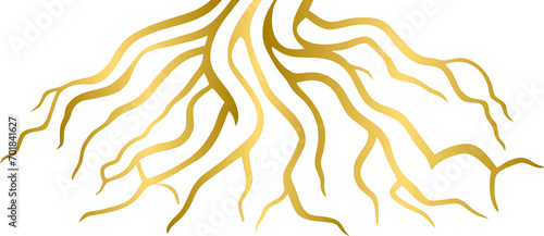 Golden root, gold tree root