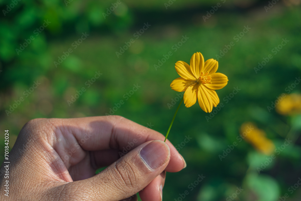 Hand of the man holding beautiful yellow cosmos flower on blurred green background. Love and Relationship. Valentine's Day, Women's Day, Wedding. Flowers to Minimalistic concept.