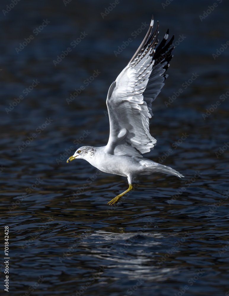 Ring-billed Gull (Larus delawarensis) in Idaho Ring-billed Gull (Larus delawarensis) in Idaho