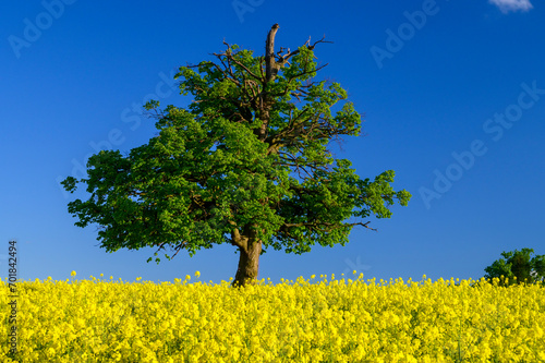 A single and solitary green tree in the middle of a yellow agricultural field. Flowering oilseed rape with a dark blue sky.