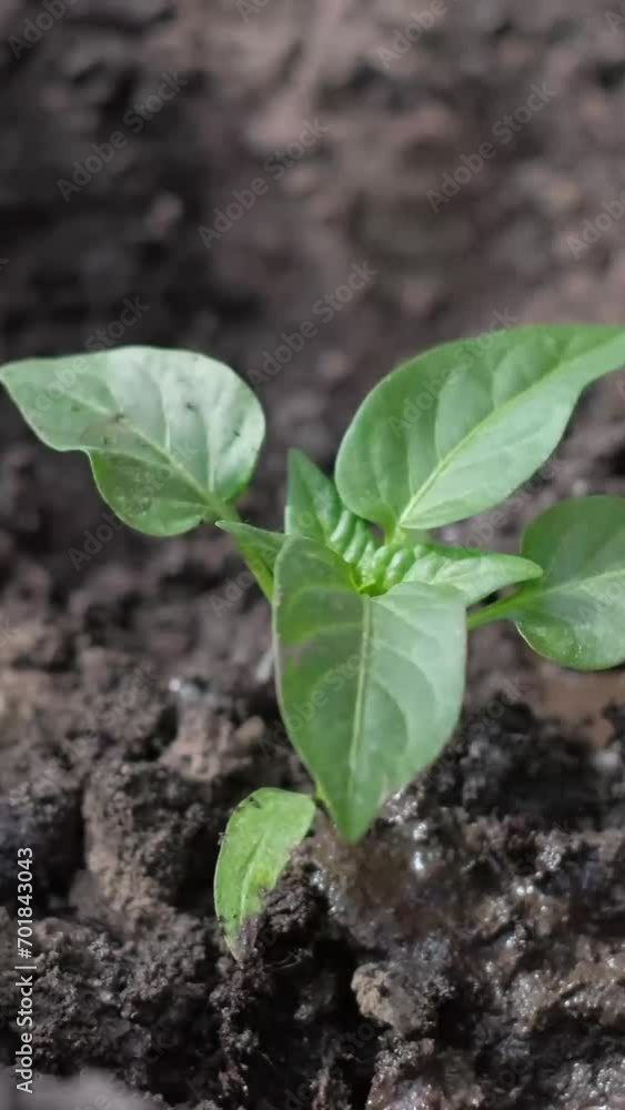 Planting greens in dry land. Conservation of nature. Vertical video Planting greens in dry land. Conservation of nature. Vertical video