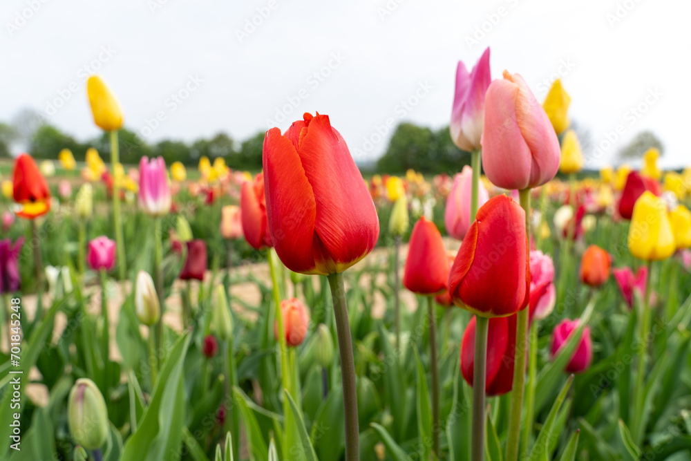 Red and colorful tulips in the flower field 