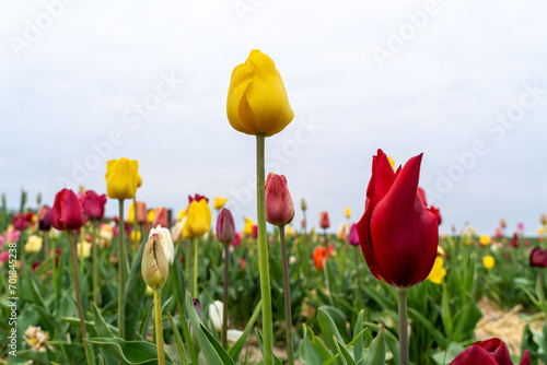 Colorful tulips in the flower field 