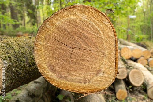 Cut beech trunks in the forest