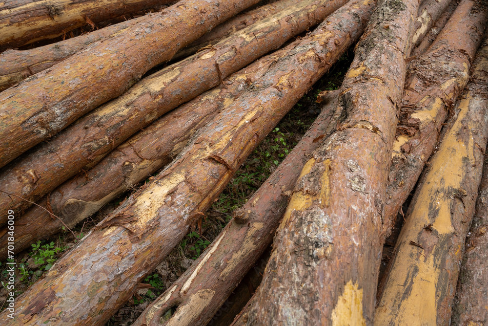 Pile of cut pine trunks in the forest Pile of cut pine trunks in the forest
