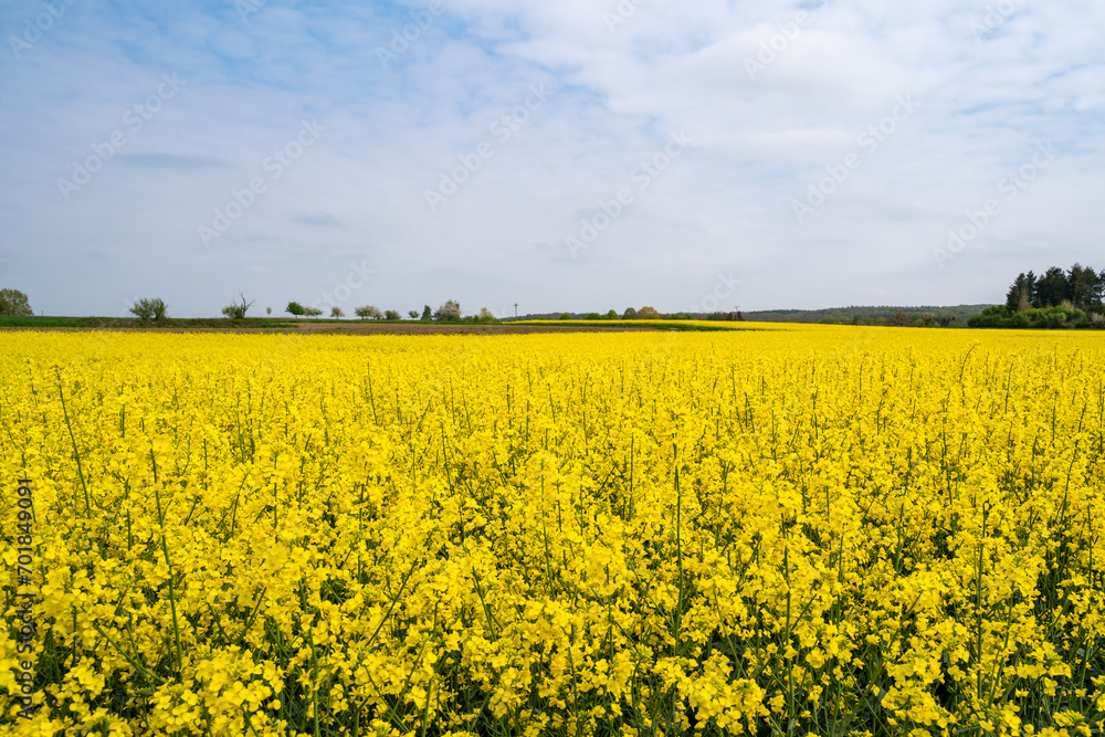 Rapeseed field with cloudy sky in spring 