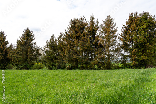 Big fir trees in the grass field