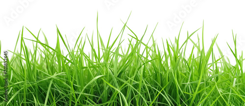 Isolated green grass on a white transparent background, png 