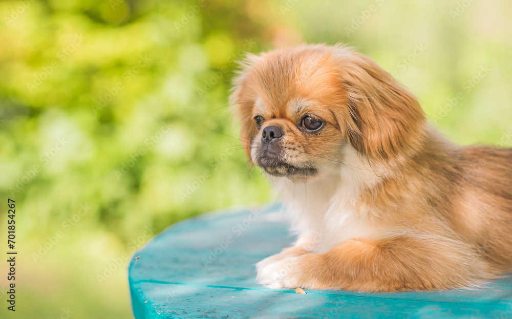 Cute little Pet, adoption concept . Young golden light Doggo, close up portrait 