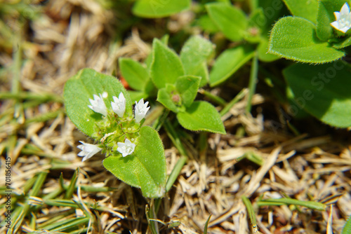Folha de arvore em  Macro