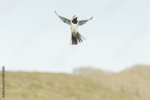 white wagtail flying