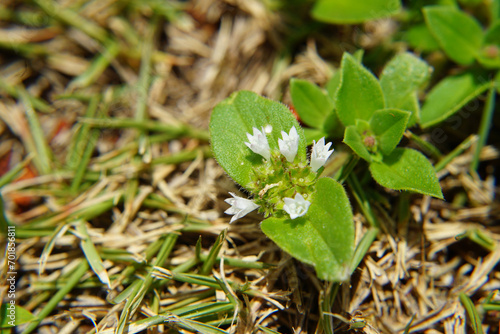 Folha de arvore em  Macro