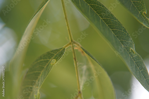 Folha de arvore em  Macro