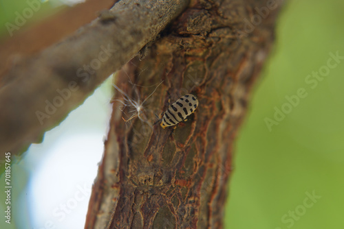 Folha de arvore em  Macro