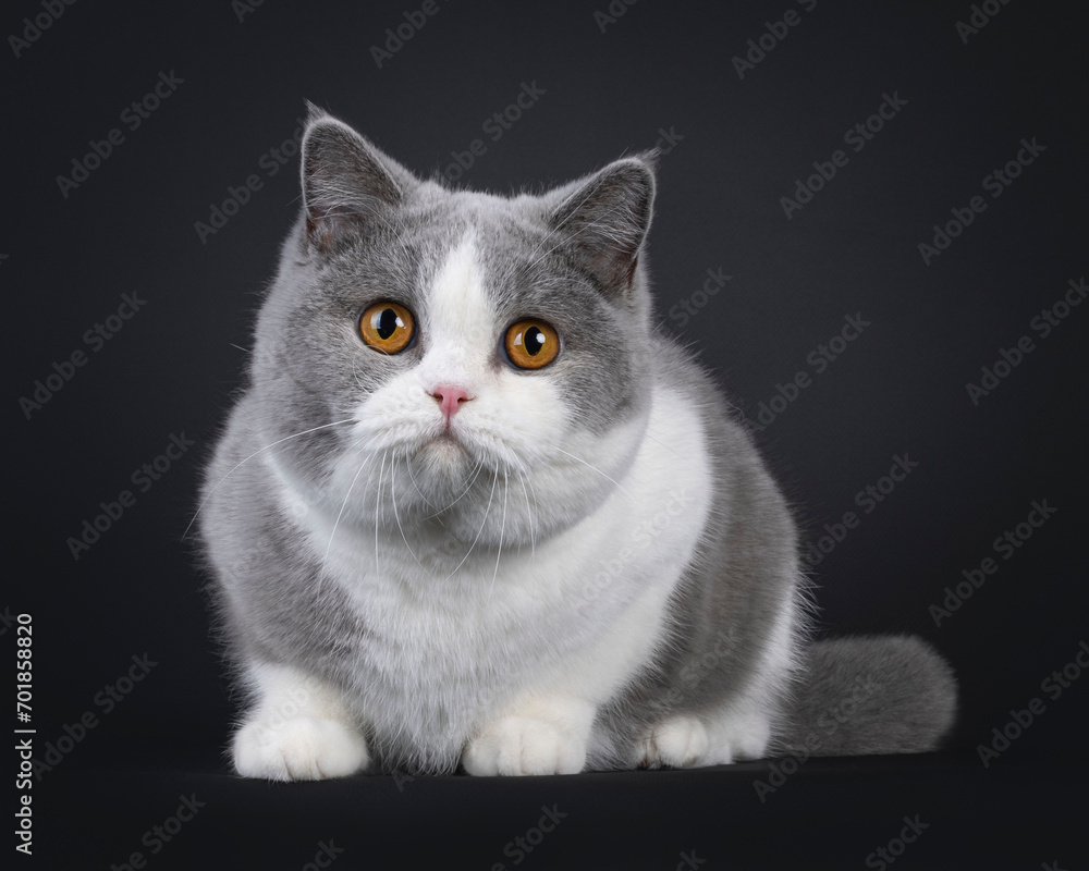 Cute young adult blue with white British Shorthair cat, laying down facing front. Looking towards camera with orange eyes. Isolated on black background.