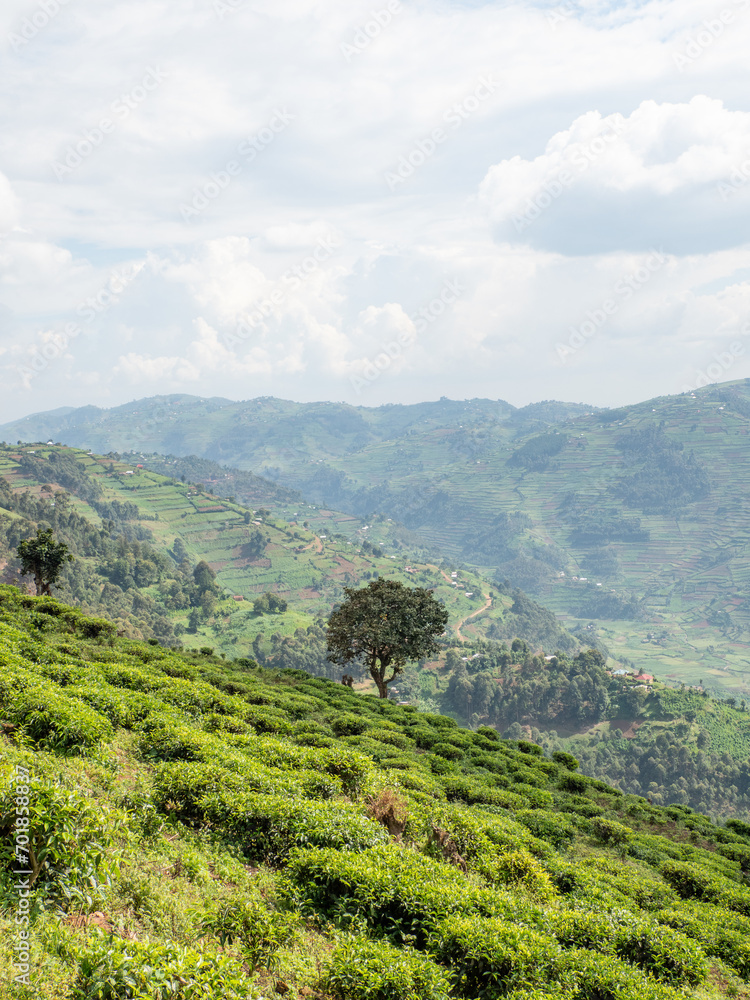 Tea plantation in Uganda