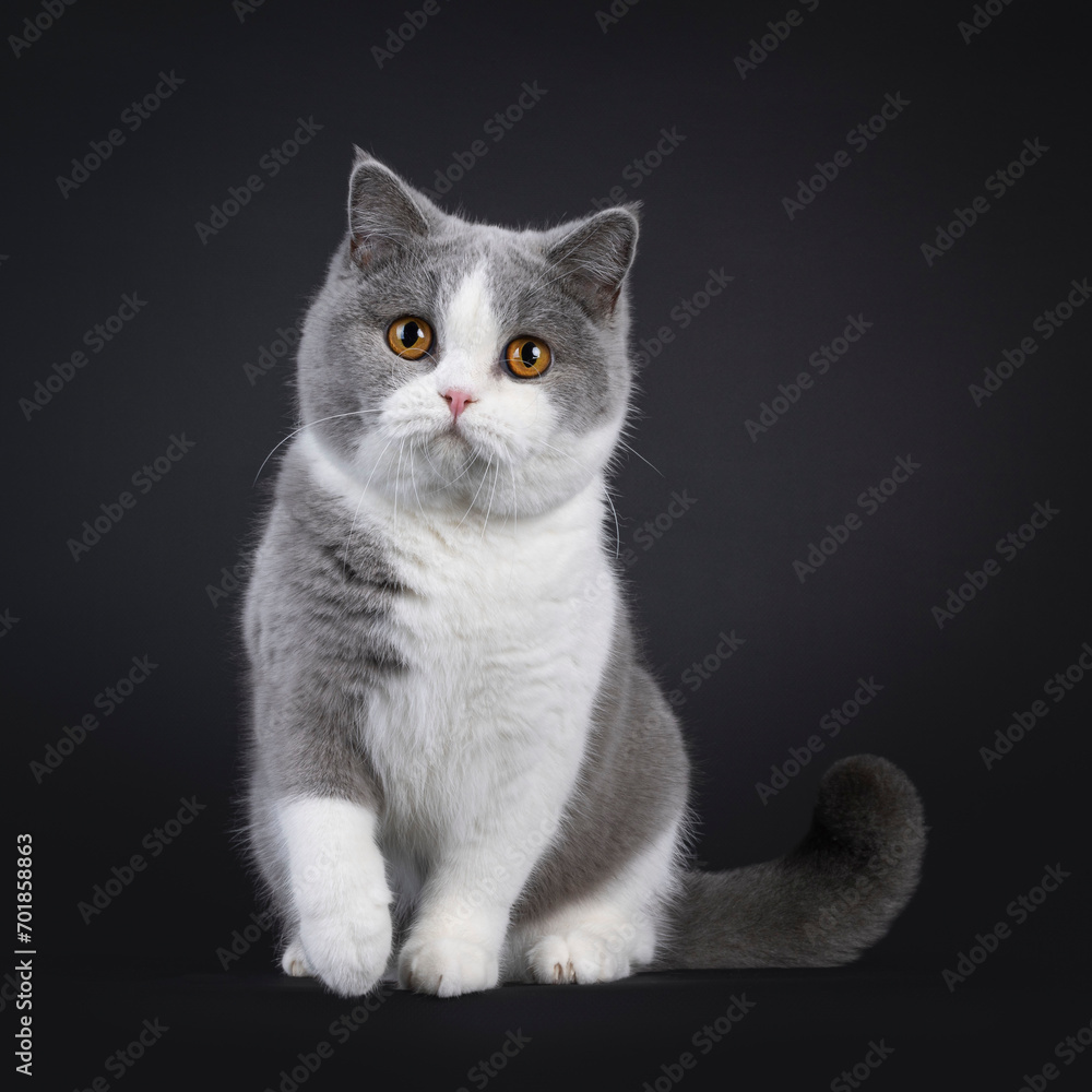 Cute young adult blue with white British Shorthair cat, sitting up facing front. Looking towards camera with orange eyes. Isolated on black background.
