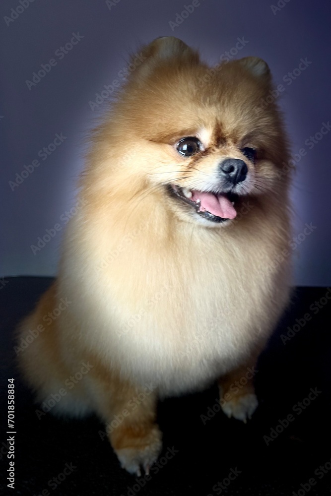 A combed Pomeranian sits on a dark background . pet. cute little dog