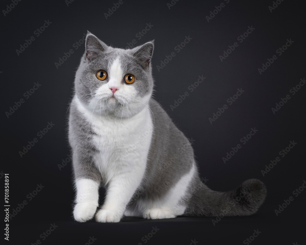 Cute young adult blue with white British Shorthair cat, sitting up side ways. Looking towards camera with orange eyes. Isolated on black background.