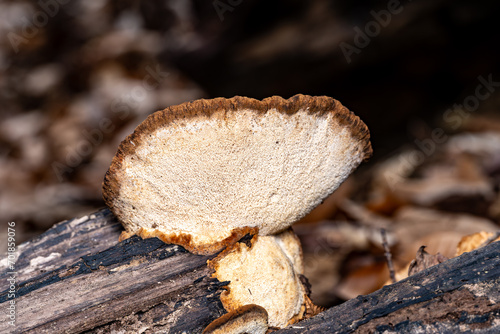 bracket fungi photo