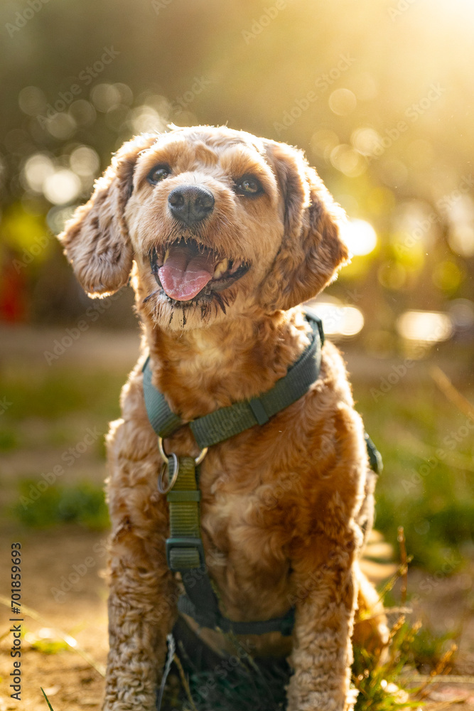 Maltipoo Maltipoo