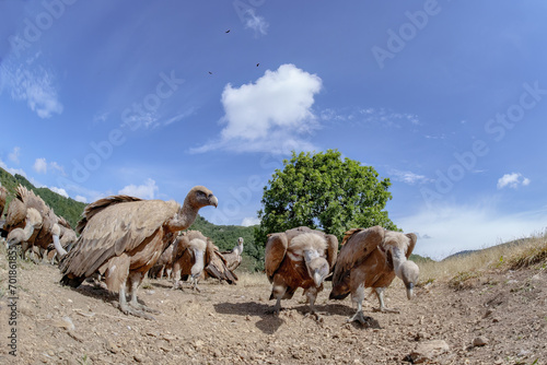 vultures devouring carrion © Arturo