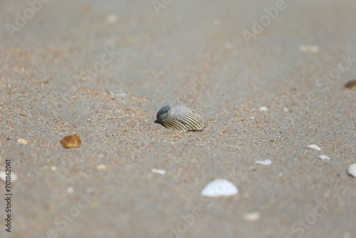 Seashells and sand on a Florida beach