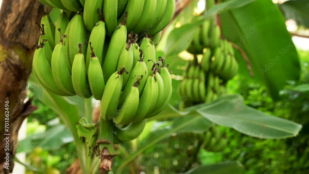 Many unripe green bananas hanging on a palm tree branch. Fresh natural sweet tropical fruits as a sugar substitute. Healthy food copy space background Many unripe green bananas hanging on a palm tree branch. Fresh natural sweet tropical fruits as a sugar substitute. Healthy food copy space background