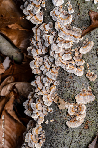 turkey-tail mushrooms