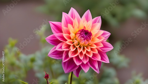 pink and yellow dahlia flower in the garden