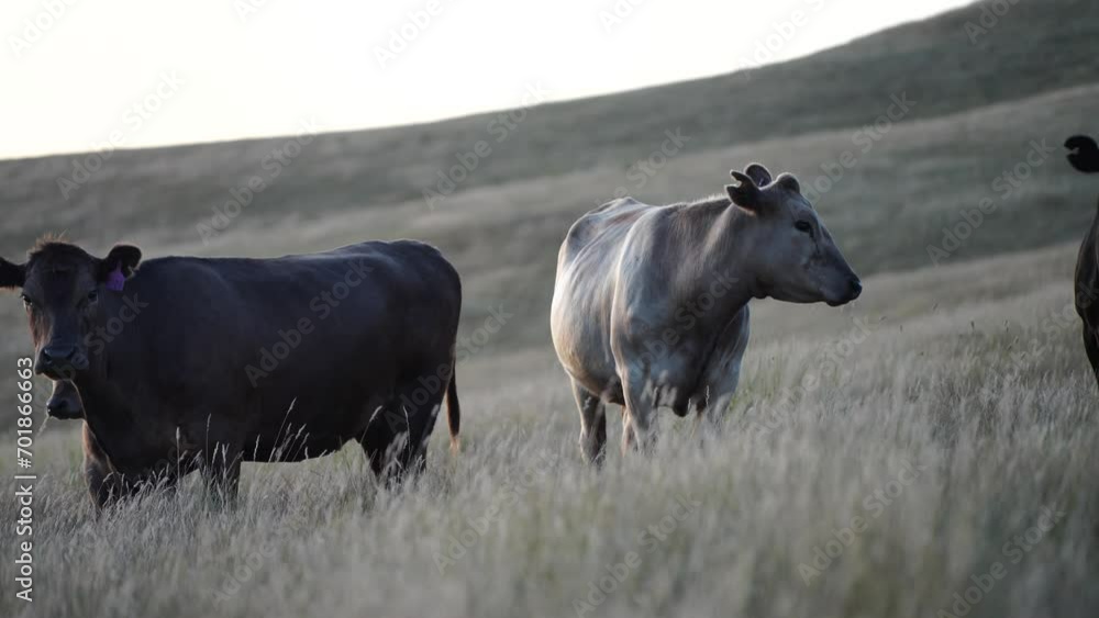cows eating in a field on farmland on an agricultural farm in summer cows eating in a field on farmland on an agricultural farm in summer