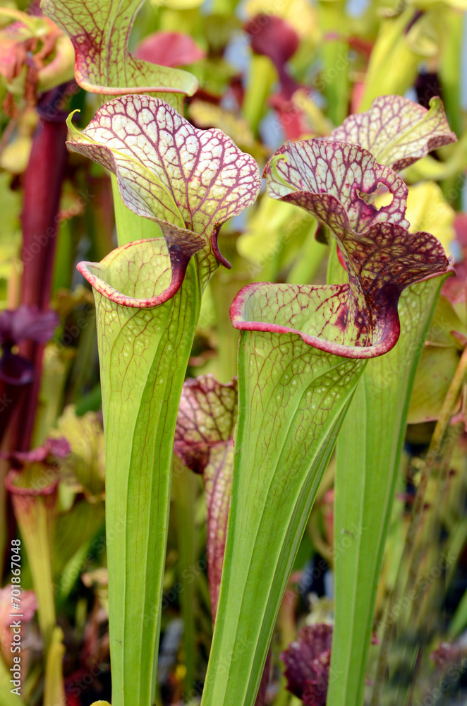 Detail of trumpet pitcher (Sarracenia x moorei H-62-MK), a beautiful insectivorous plant Detail of trumpet pitcher (Sarracenia x moorei H-62-MK), a beautiful insectivorous plant