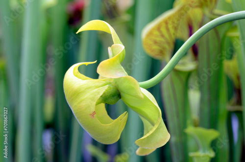 Detail of the flower of trumpet pitcher (Sarracenia flava var maxima), a beautiful insectivorous plant