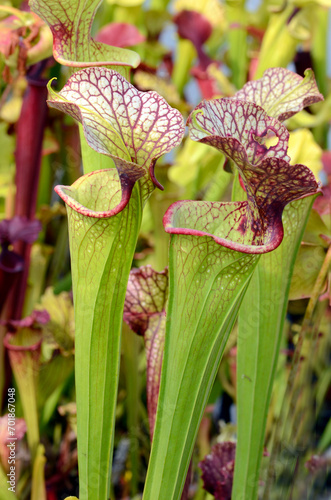 Detail of trumpet pitcher (...