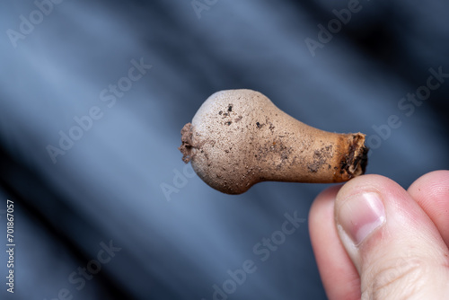 Pear-shaped Puffball mushroom photo