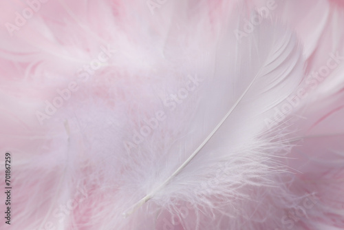 Fluffy bird feathers on pink background  closeup