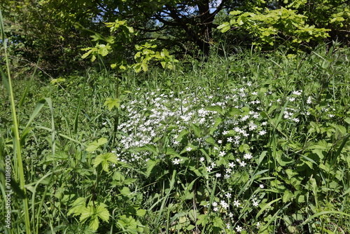 Large stitchwort  Stellaria holostea L. 