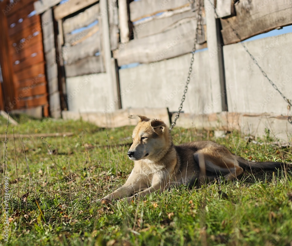 Naklejka premium dog in the park