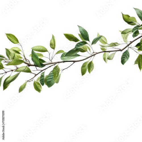 Green leaves, Fresh green leaves branch isolated on white background