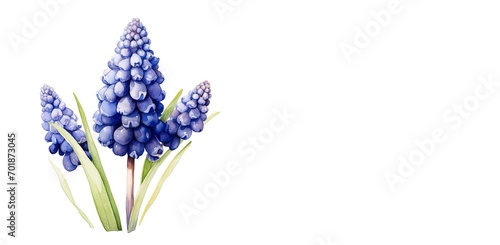 Dark purple Muscari blooming, heralding arrival of spring, accompanied by verdant stems and leaves. Artistic illustration reflection watercolor-style design suitable for cards, banners, copy space.