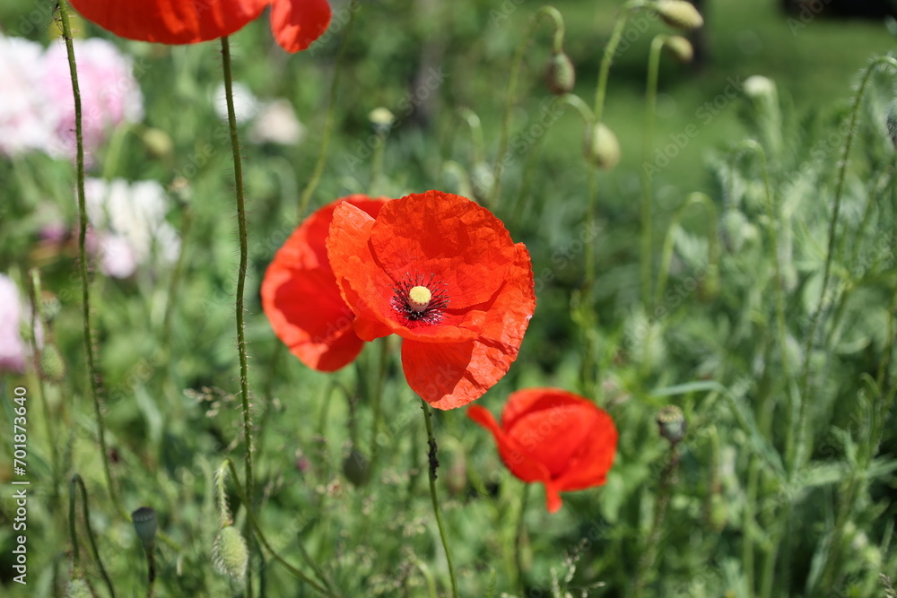 Fototapeta premium Corn poppy (Papaver rhoeas), poppy, gossip rose.